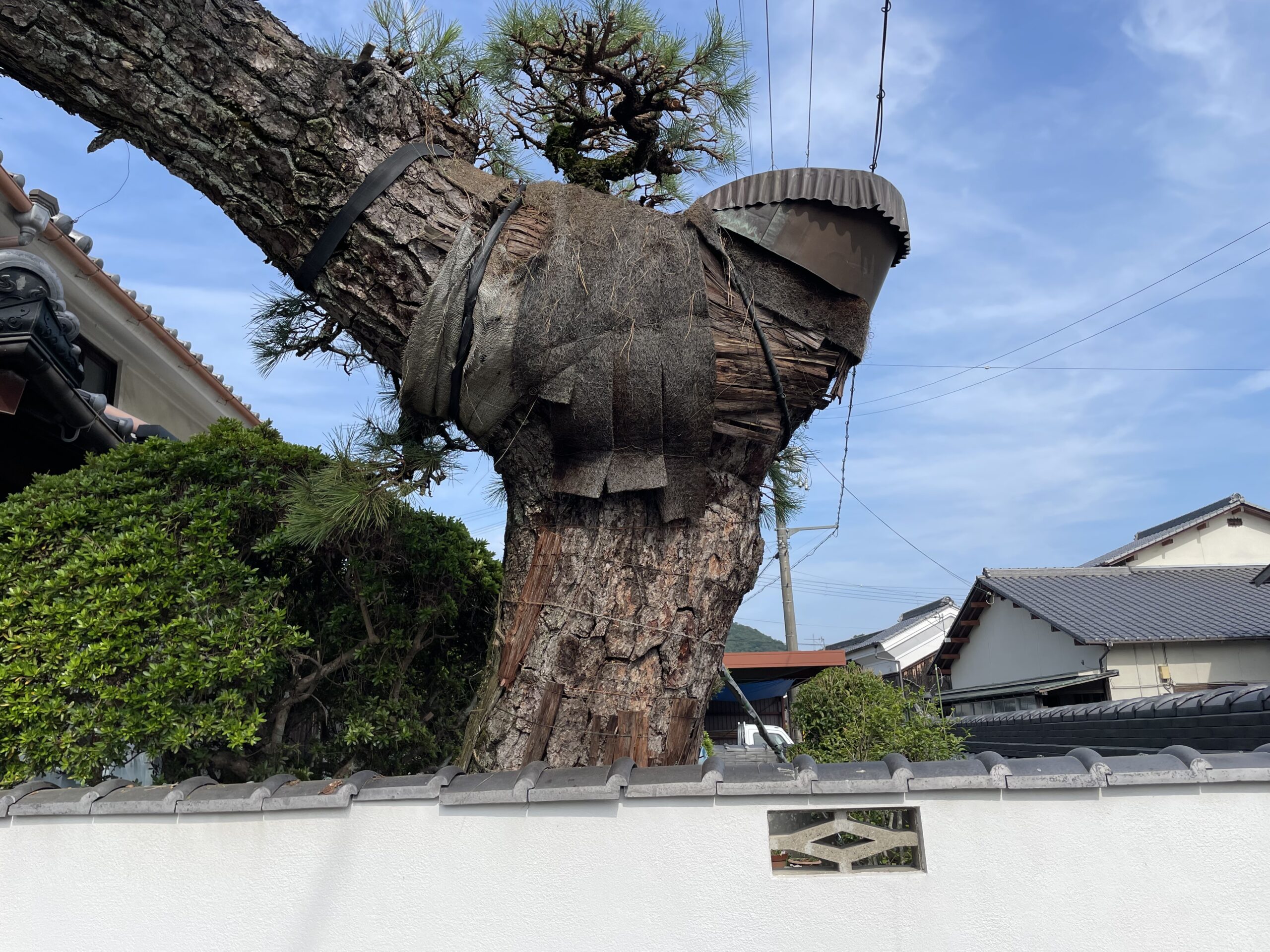 西脇市　個人宅　樹齢約300年の松の剪定