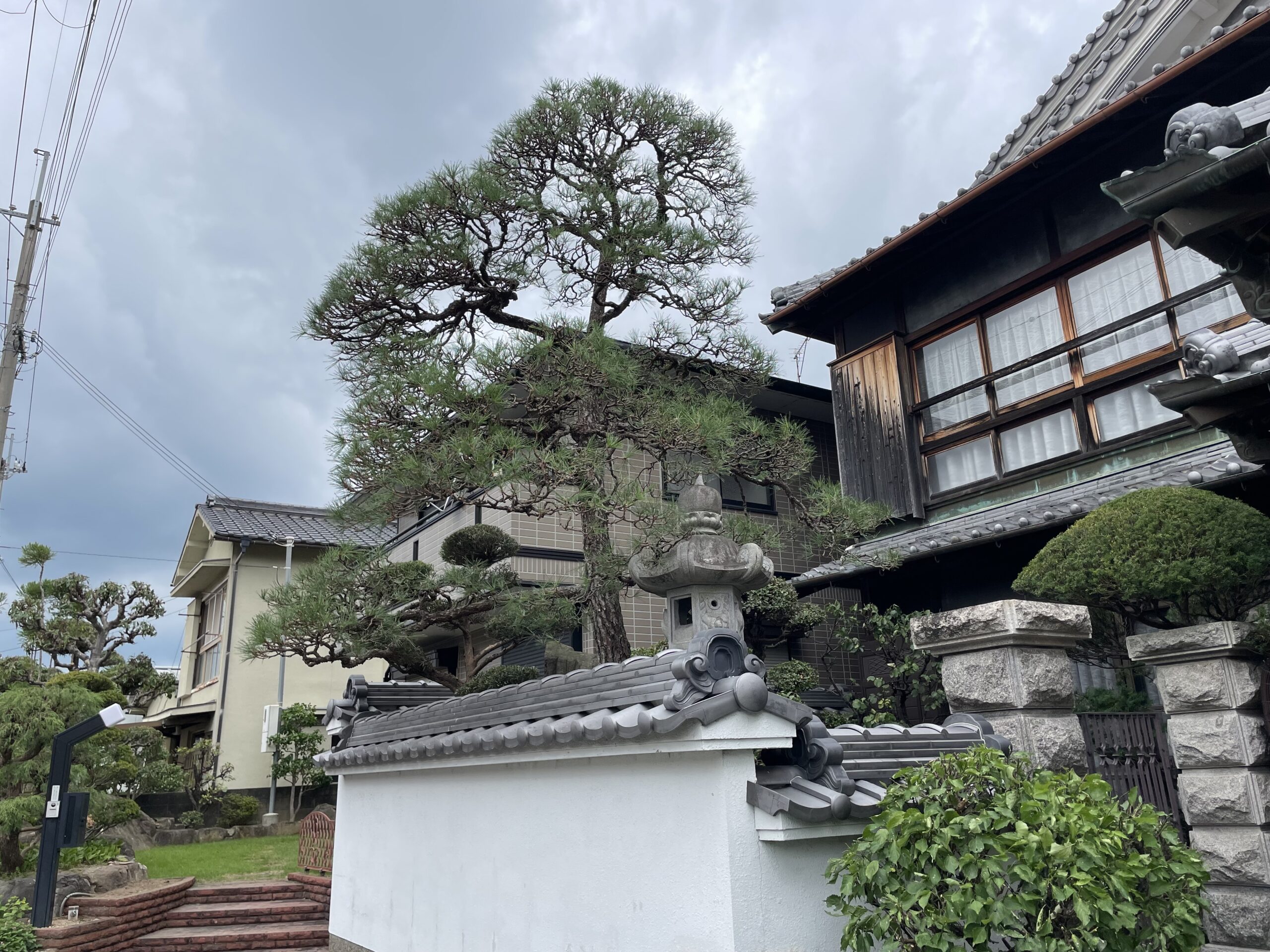 西脇市　個人宅　松の剪定　芸術作品